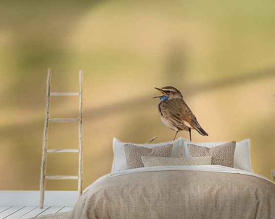 Aperçu de la chambre