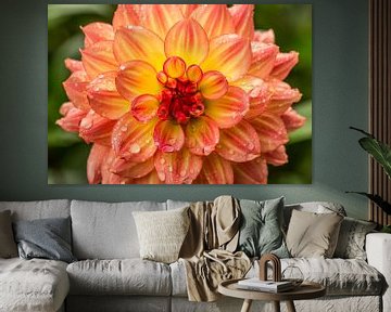 Belle fleur de Dahlia orange recouverte de gouttes de pluie sur Yusuf Dzhemal