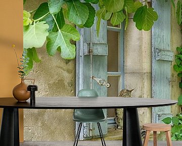 Cat in France by Christa Krus