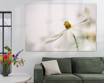 White flower Cosmea by Ellen Driesse
