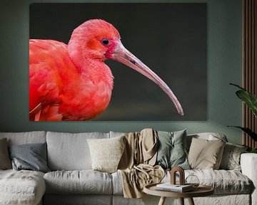 De Rode ibis van Robert Dibbits