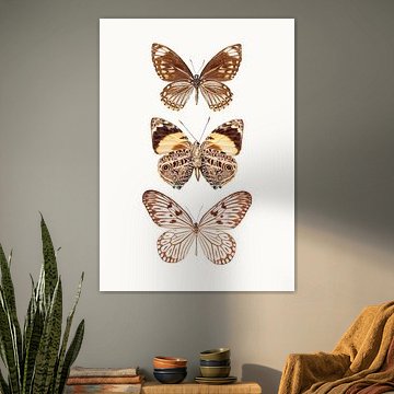 Cabinet de curiosités_Butterflies_06 sur Marielle Leenders