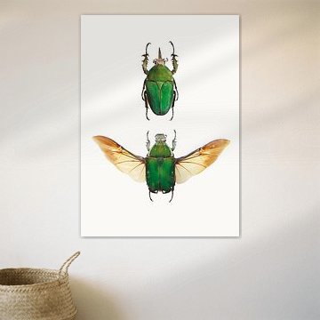 Schrank der Merkwürdigkeiten_Insekten_02 (gesehen in vtwonen) von Marielle Leenders