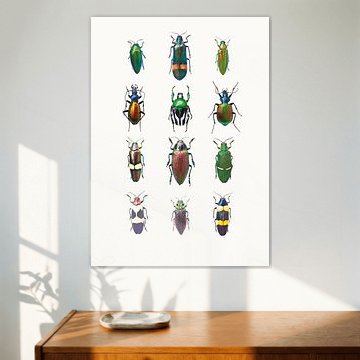 Cabinet de variétés_Insectes_03