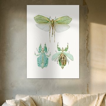 Varietätenkabinett_Insekten_07   von Marielle Leenders