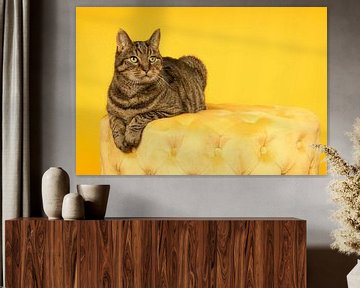 Tabby kat liggend op een gele poef in een gele achtergrond van Leoniek van der Vliet