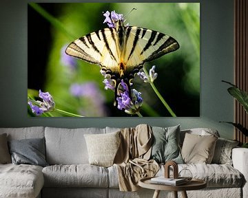 Le machaon du roi. Papillon sur une fleur bleue sur Martin Stevens