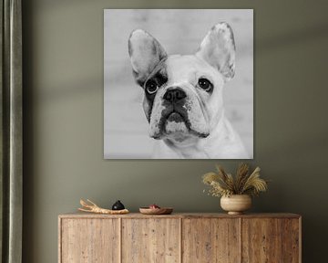 Mollie Franse Bulldog van LUNA Fotografie