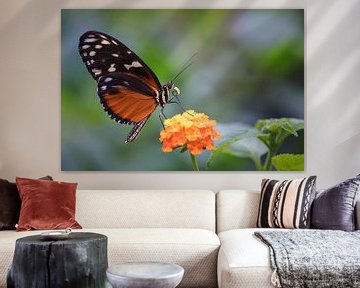 Butterfly (Tithorea tarricina) van Jos Reimering