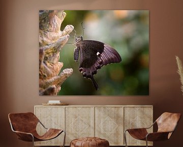 Papilio palinurus van Jos Reimering