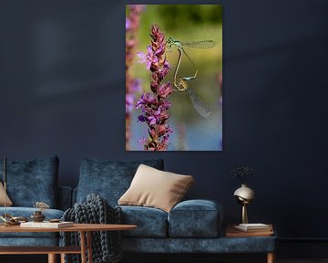 Libellen op paarse bloem van Martin Stevens