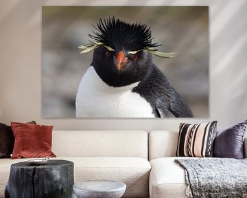 Rockhopper van Claudia van Zanten