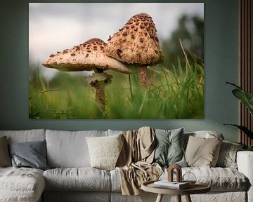 Mushroom parasol mushroom van Fotografiemg