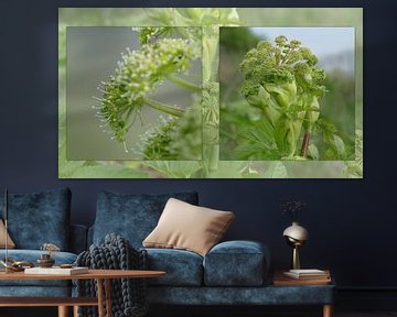 Hogweed collage by Carla van Zomeren