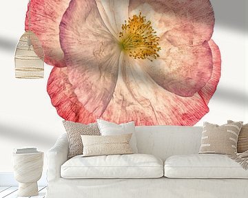 Curiosity Cabinet_Poppy_06 by Marielle Leenders