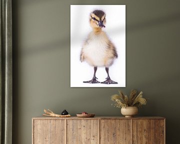 Baby duck by Celina Dorrestein