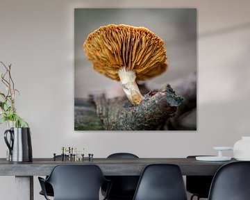 Slats of a mushroom. by Albert Mendelewski