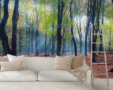 Speulderbos (the Netherlands) by Albert Mendelewski