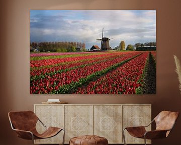 Colorful rows of tulips in front of a windmill by iPics Photography