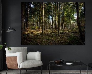 Het bos als een behang