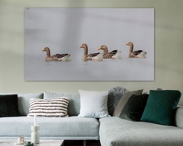 Four swimming grey geese by Cor de Bruijn