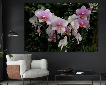 Orchide by Kuba Bartyński