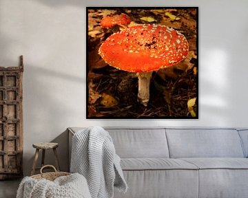 Mushroom Red with white dots