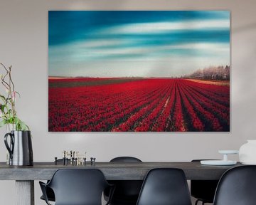 Field of red tulips by Dirk Wüstenhagen
