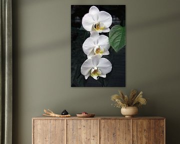 white orchids by Elly Wille-Neuféglise