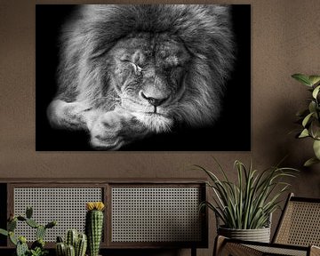 Black and white portrait sleeping lion sur Michar Peppenster