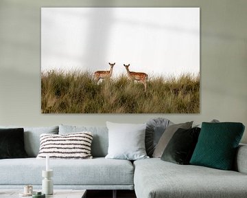 Two fallow deer in the dunes