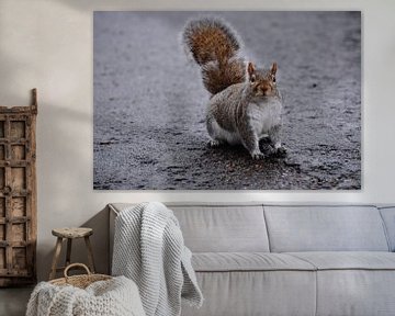 Squirrel in Hyde Park London. sur Mitchell Van Meenen