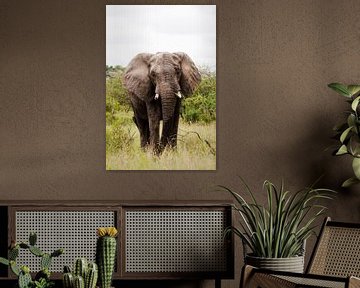 The silent giant - Elephant bull  by Lotje Hondius