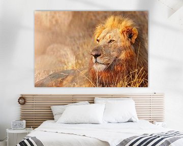 Löwe im Abendlicht, Südafrika von W. Woyke