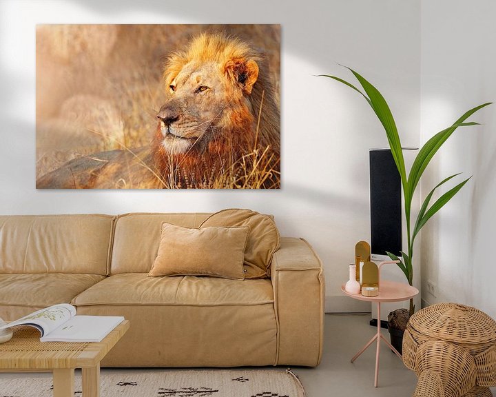 Sfeerimpressie: Lion in the light, South Africa van W. Woyke