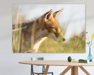 Rode vos in hoog gras by Marcel Alsemgeest