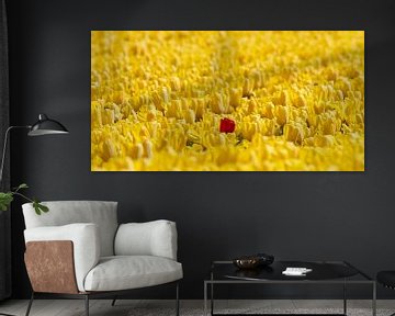 1 rode tulp in een geel bollenveld