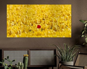 1 rode tulp in een geel bollenveld van Marcel Verheggen