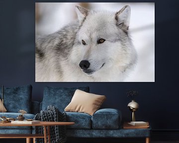 Gray Wolf *Canis lupus lycaon* van wunderbare Erde