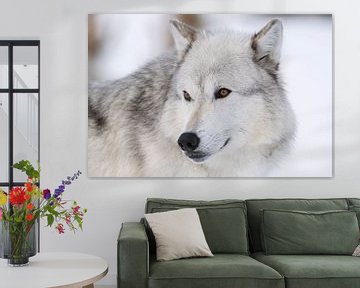 Gray Wolf *Canis lupus lycaon* van wunderbare Erde