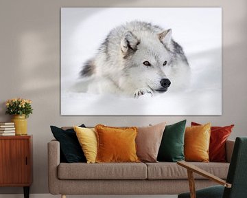 Gray Wolf *Canis lupus* resting in snow van wunderbare Erde