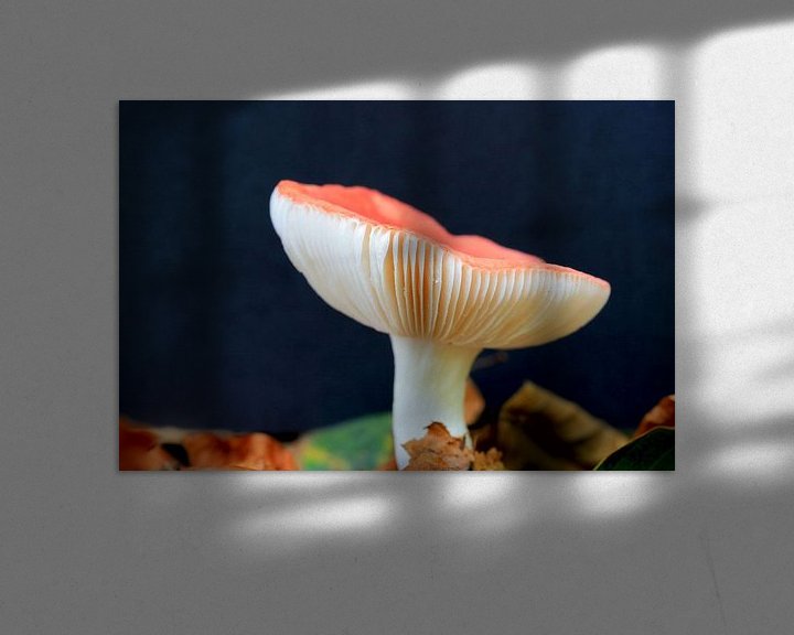 Impression: Großer Pilz auf Bett von Herbstblättern sur Mark Scheper