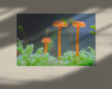 Kleine Pilze auf Moosboden