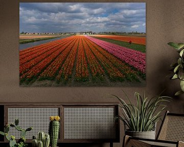 Tulpenfelder von Martijn Stoppels