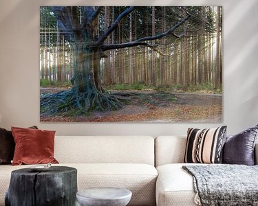 Aperçu de la chambre