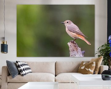 Common Redstart by Babs Boelens