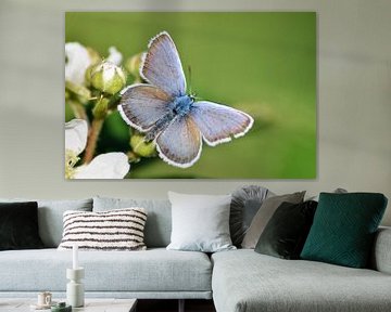 Blue butterfly sur Miranda Rijnen Fotografie