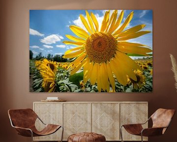 Tournesol rayonnant contre la lumière bleue sur Fotografiecor .nl