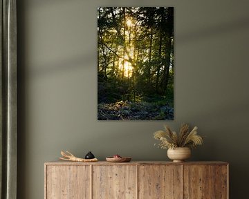 Zonlicht door de Bomen van Lenslicht Fotografie