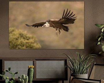 Vale gier / Griffon vulture van Pascal De Munck
